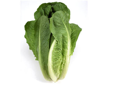 Lettuce - Romana/Romaine (pc)