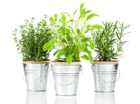 Herb Pot - Thyme (Aromatic)