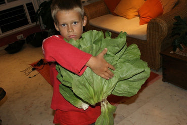 Lettuce - Iceberg (pc) view 6
