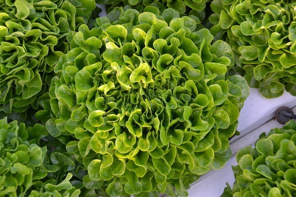 Lettuce - Green Oak Leaf (pc)