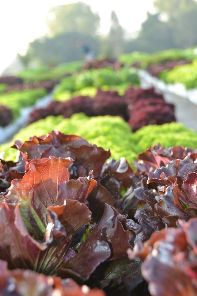 Lettuce - Red Romana/Romaine (pc)