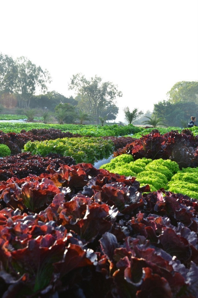 Lettuce - Red Oak Leaf (pc)