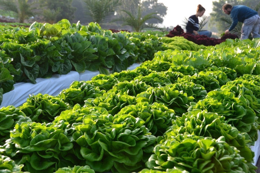 Salad Hydroponic Vegetable Fields Pune