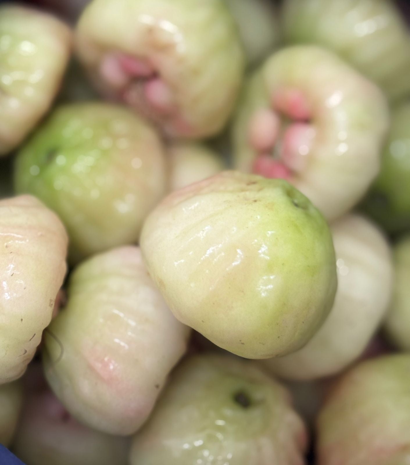 Water Apple (200g)