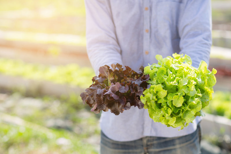 Lettuce - Red Romana/Romaine (pc)